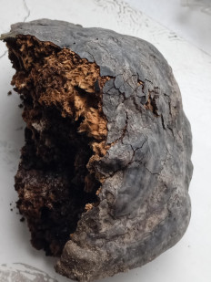 Гриб из черниговская область