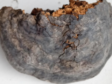 Гриб из черниговская область