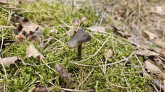 Гриб из Витебск