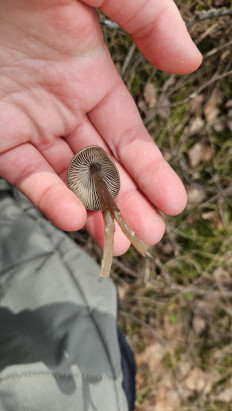 Гриб из Витебск