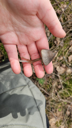 Гриб из Витебск