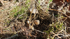 Гриб из Витебск