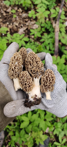 Гриб из Пятигорск