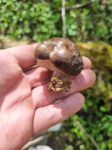 Гриб из Ставрополь