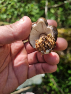 Гриб из Ставрополь