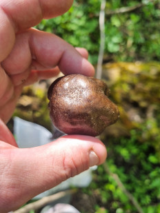 Гриб из Ставрополь