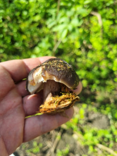 Гриб из Ставрополь