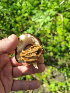 Гриб из Ставрополь