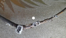 Гриб из село Субботино