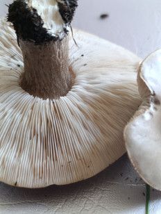 Гриб из П. Тарасовский Ростовская обл.