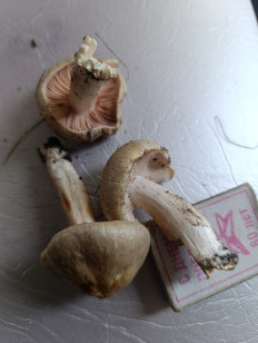 Гриб из П. Тарасовский Ростовская обл.