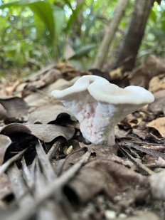 Гриб из Владивосток