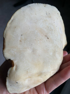 Гриб из Германия