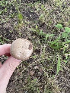 Гриб из Орловская лбласть
