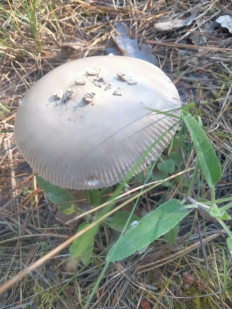 Гриб из Южный парк