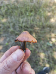 Гриб из Коломна