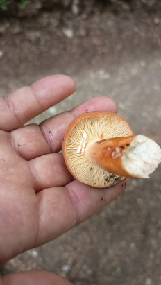 Гриб из Zdice, ČR