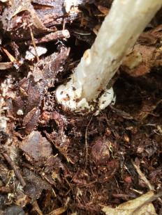 Гриб из Барри Канада