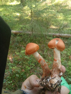 Паутинник браслетчатый