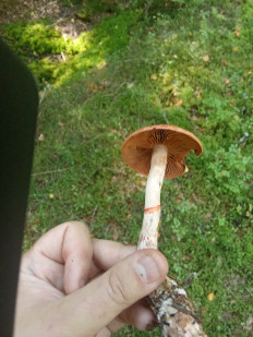 Паутинник браслетчатый