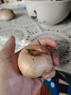 Гриб из Ессентуки