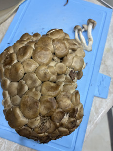 Гриб из Усинск
