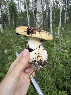 Гриб из Железногорск