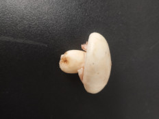 Гриб из Чолпон Ата