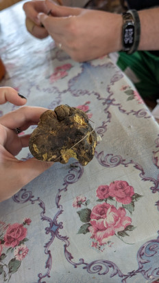 Гриб из Серебряные пруды