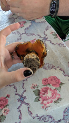Гриб из Серебряные пруды