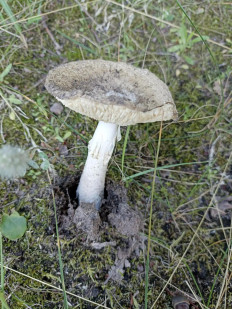 Гриб из Воронеж