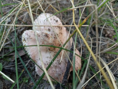 Гриб из Воронеж