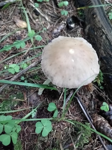 Гриб из Иваново