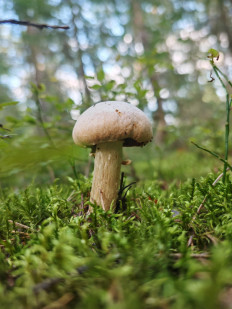 Колпак кольчатый