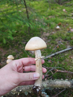 Колпак кольчатый