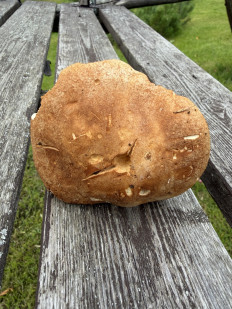 Гриб из Лумиваара