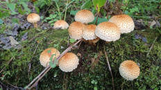 Pholiota squarrosoides - Чешуйчатка чешуйчатовидная