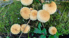 Pholiota squarrosoides - Чешуйчатка чешуйчатовидная