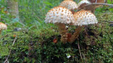 Pholiota squarrosoides - Чешуйчатка чешуйчатовидная