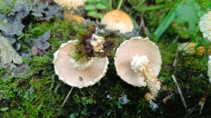 Pholiota squarrosoides - Чешуйчатка чешуйчатовидная