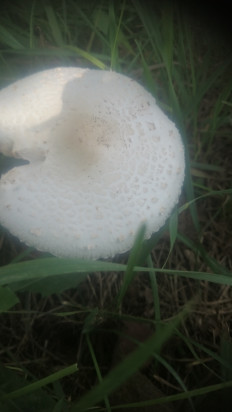 Гриб из Кинель, Самарской