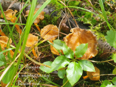 Craterellus lutescens - Лисичка желтеющая