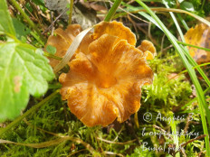 Craterellus lutescens - Лисичка желтеющая