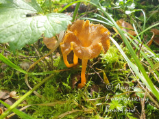 Craterellus lutescens - Лисичка желтеющая