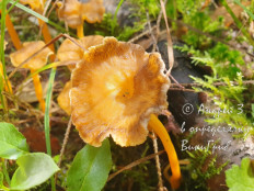 Craterellus lutescens - Лисичка желтеющая