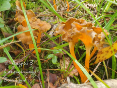 Craterellus lutescens - Лисичка желтеющая