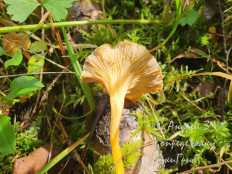 Craterellus lutescens - Лисичка желтеющая