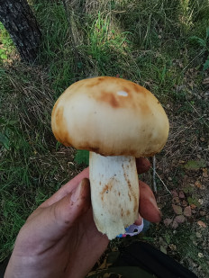 Гриб из Юрюрзань