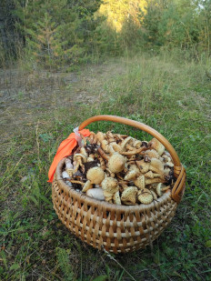 Гриб из Братск
