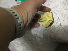 Гриб из санкт петербург